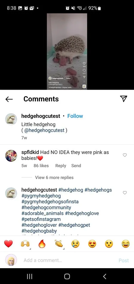 Instagram Reels ハッシュタグのコメントスクリーンショット(@hedgehogcutestより